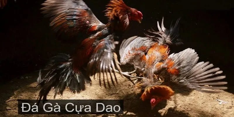 Đá gà cựa dao với trường đấu kịch tích nhất chỉ có tại KUBET88