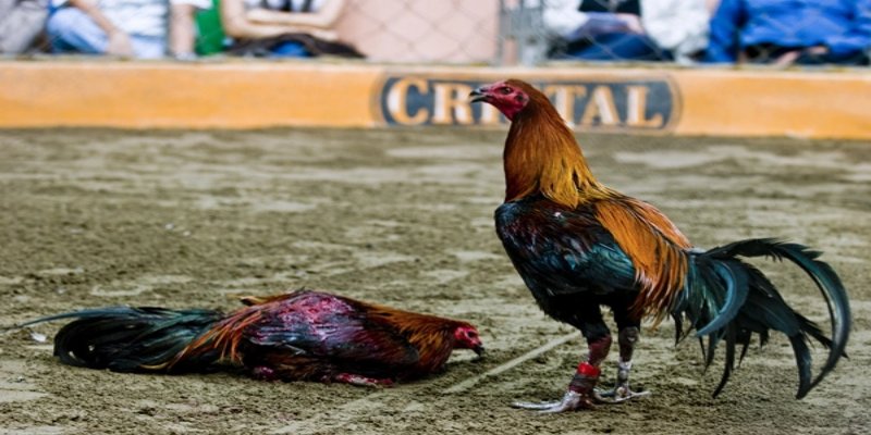 Khả năng chống chịu làm nên sự thành bại của chiến kê